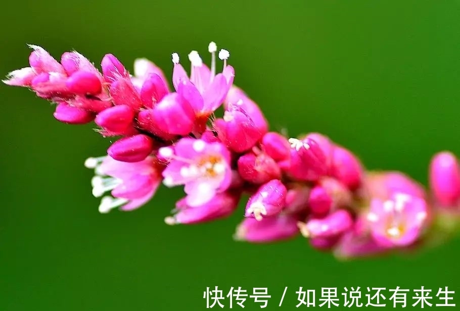 红蓼花!成束之美!难得一见!