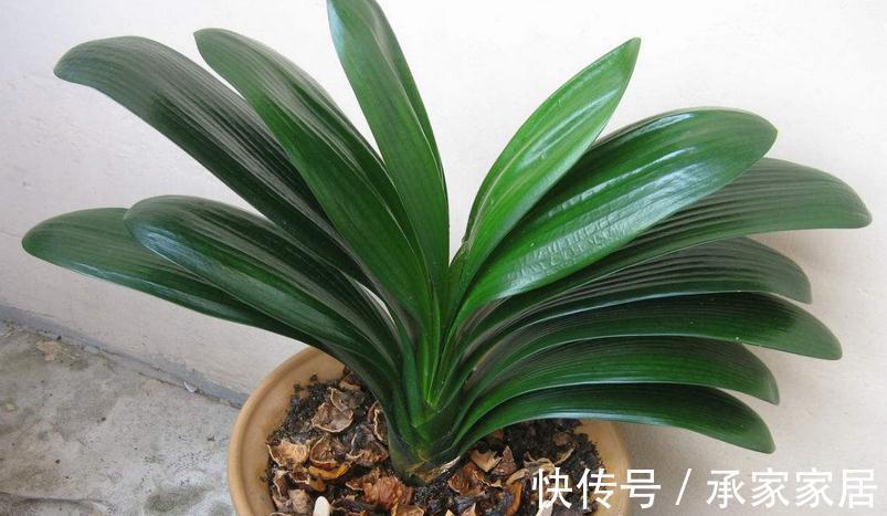植株|秋季如何养君子兰不夹箭？注意4点，植株越长越旺盛