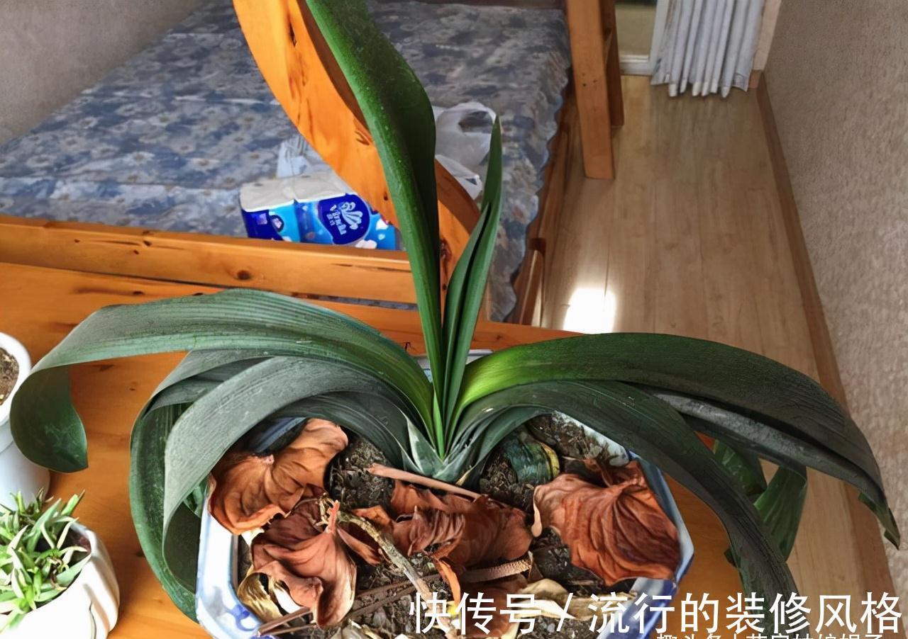 10月养君子兰，别忘记做“这些事”，要不今年“难”开花，莫忽视