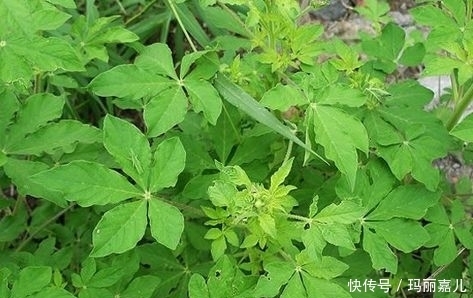 农村随处可见的野菜，降血压，补虚止咳，助消化，全家都要多吃