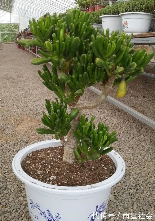 叶片|养多肉3年顺风顺水,多亏选了这6种大普货,现在全是大老桩