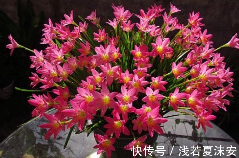 女生阳台选5种花,花期长花量大,轻松变“花海”,关键是好养
