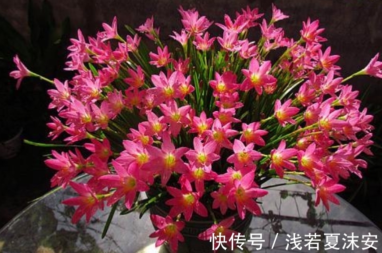 阳台上|女生阳台选5种花，花期长花量大，轻松变“花海”，关键是好养