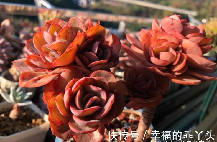 冬天|多肉冬天可以移盆，但要注意“3要点”和浇水方法，要不然难服盆