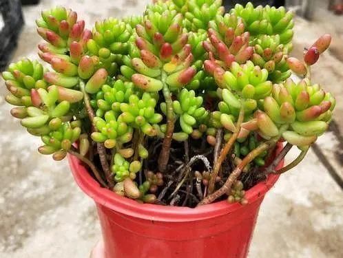 养花叶子掉光了，只剩光杆，如何挽救？