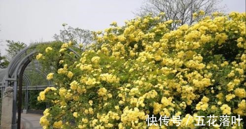 院子再小,也要养棵它,花朵娇艳,香气醇厚,左邻右舍都说香!