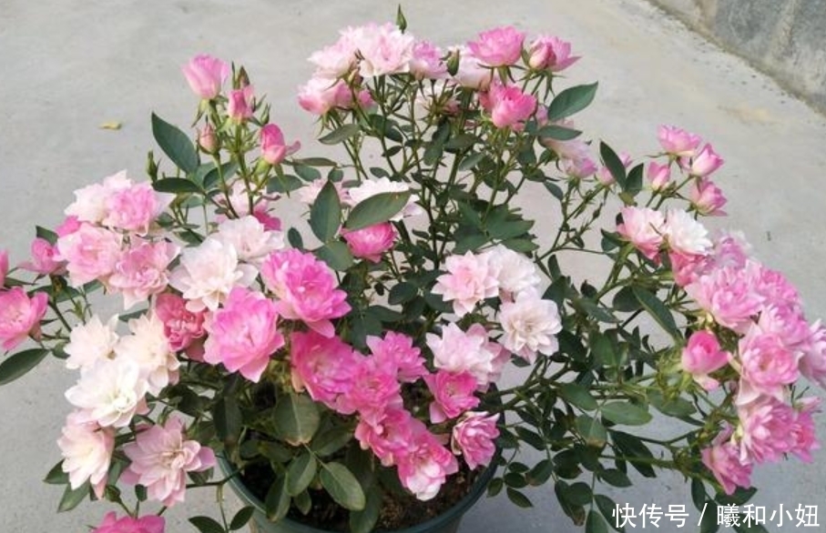 4种高颜值“网红花”,开起花来“拦”不住,美不胜收,你养了吗