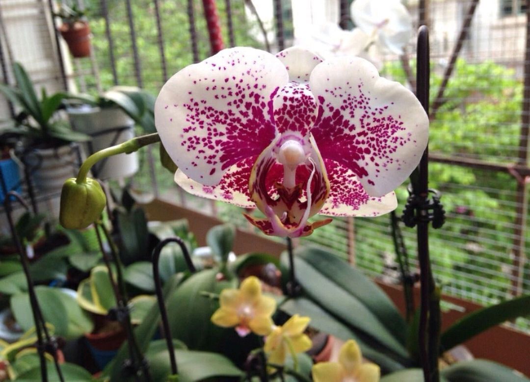 看吧|蝴蝶兰的叶片被谁啃了熟悉的“小偷”在作怪,来看看吧