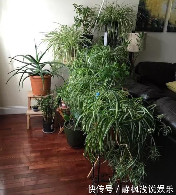 为花友们介绍5种既养人又镇宅的花,盆栽养一盆很值
