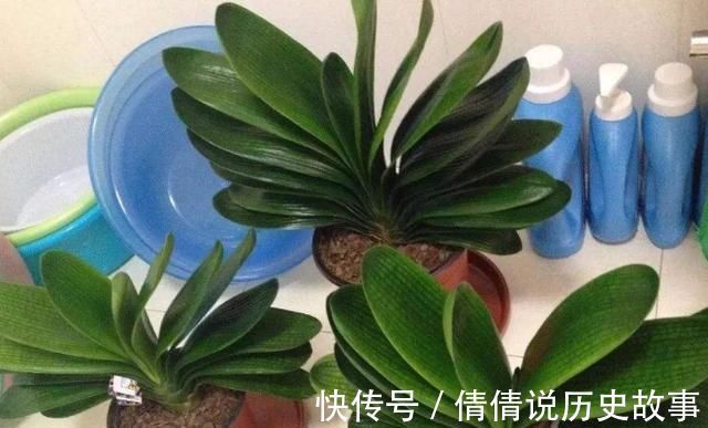 夏季的君子兰,记住几点,叶子整齐油绿纹路清晰,花期开花艳