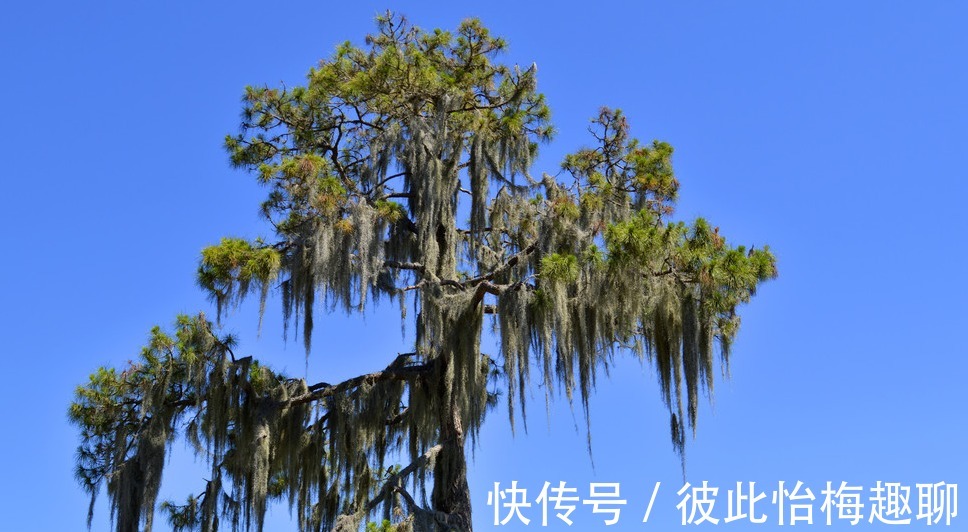 九龙柏|盆栽柏树,春意正浓,依旧不变的翠绿