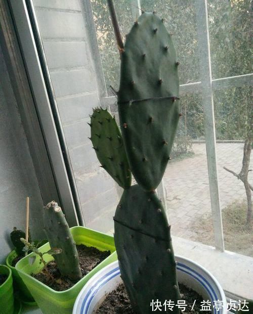 十种防辐射的绿植,装点家居好帮手,还能净化空气防辐射