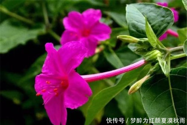 院子养花,不如养些“花中精品”紫茉莉,花型多样,繁花似锦