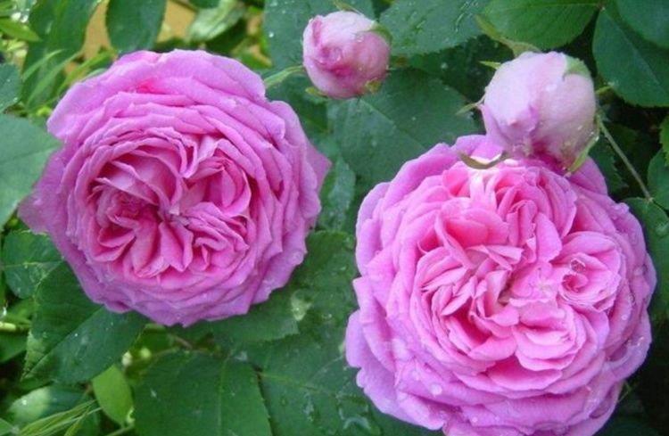 4种花现在养刚刚好，夏天开花很漂亮，花量大不操心，越养越喜欢