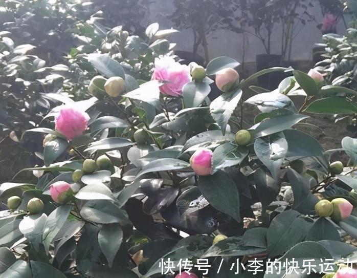 茶花上市了,买回家不会养,做好4件事,不掉花苞,好养活