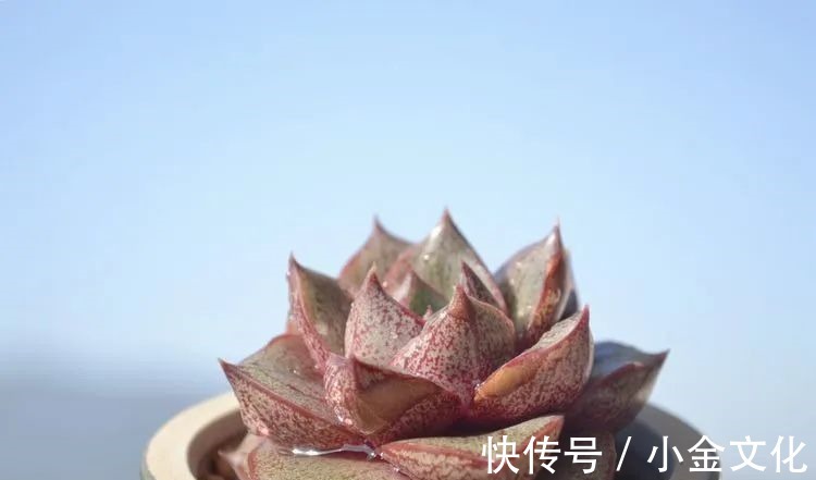 以阳光为滤镜,蓝天为背景,期待拥抱春天,拥抱自然!