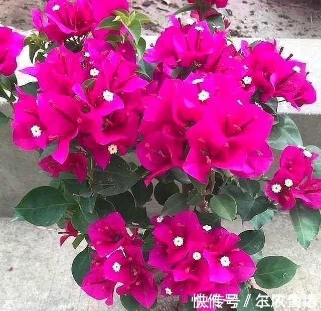 三角梅这样施肥, 根壮枝条粗, 不断出花苞, 一直开花不间断