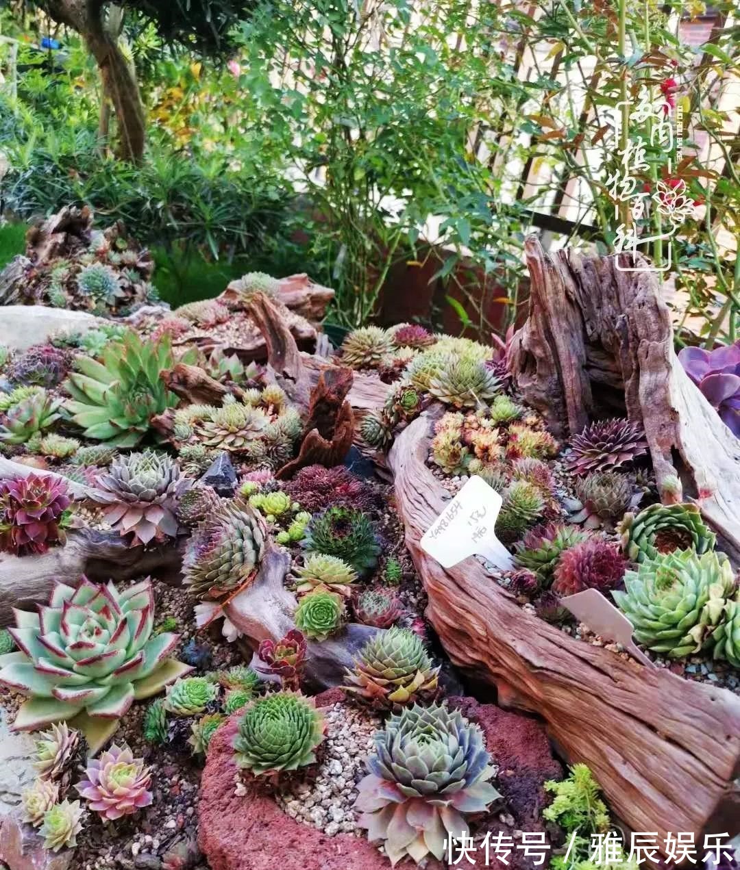 框子|这多肉拼盘这么仙!如何制作达人手把手教你制作长生草拼盘!
