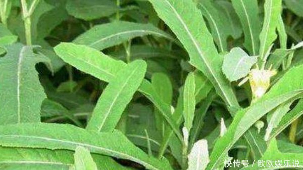 中草药|吃药不如吃野菜,农村最常见的4种野菜,原来都是珍贵中草药
