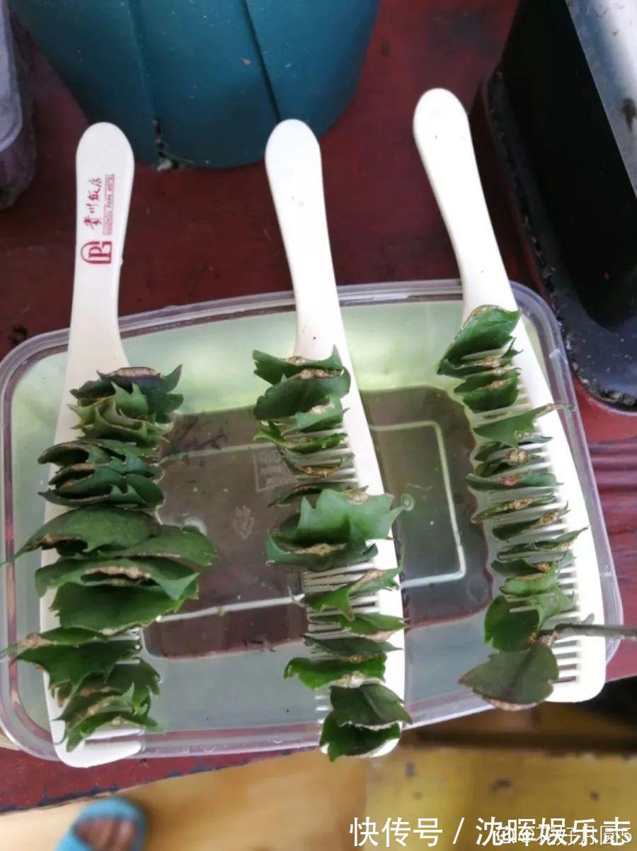 非洲堇|这花送人，只用送一片叶子，插土就活不心疼！