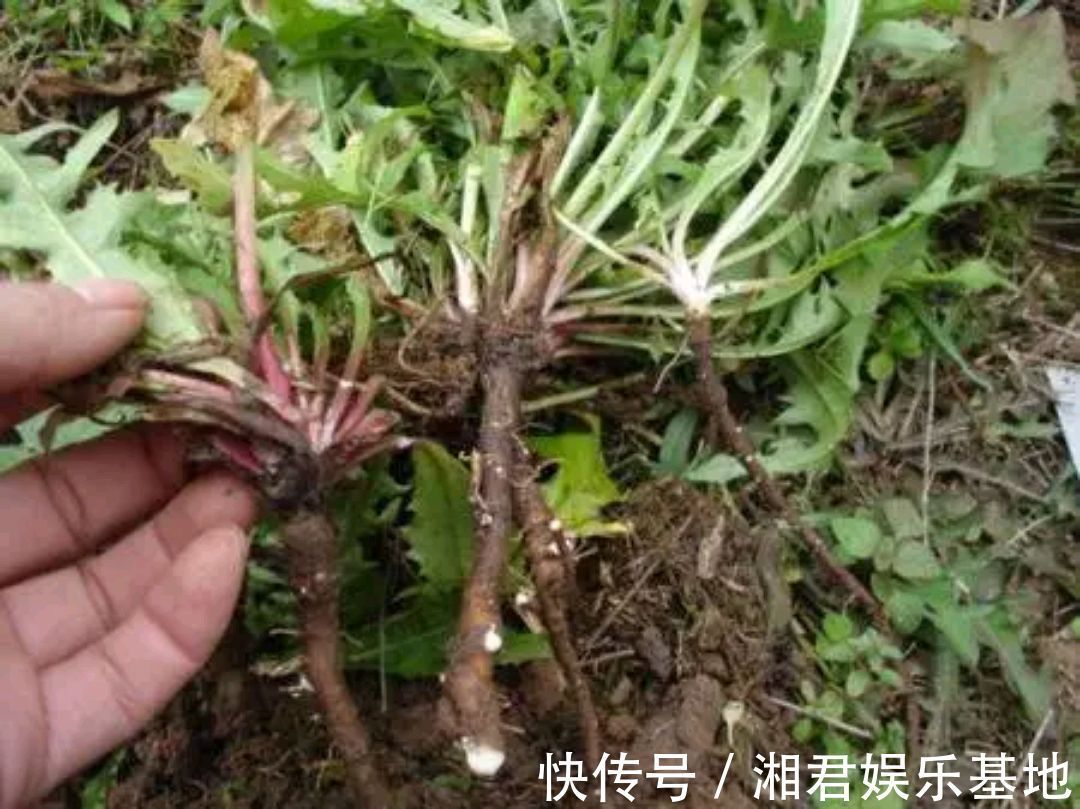 凉拌蒲公英|蒲公英的叶子、根茎、花泡水喝，作用是否一样呢请记住两个不喝