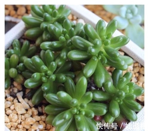 这些多肉养起来真麻烦,不勤修剪易徒长,新手要慎养!