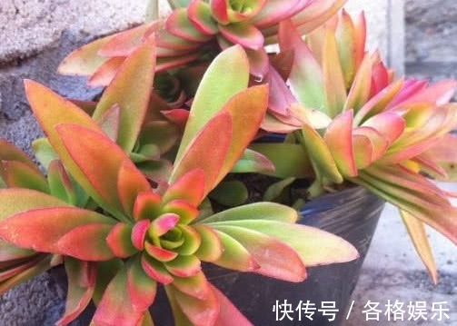 多肉火祭怎么盆栽教你3个小妙招,养出颜色鲜艳火红的火祭