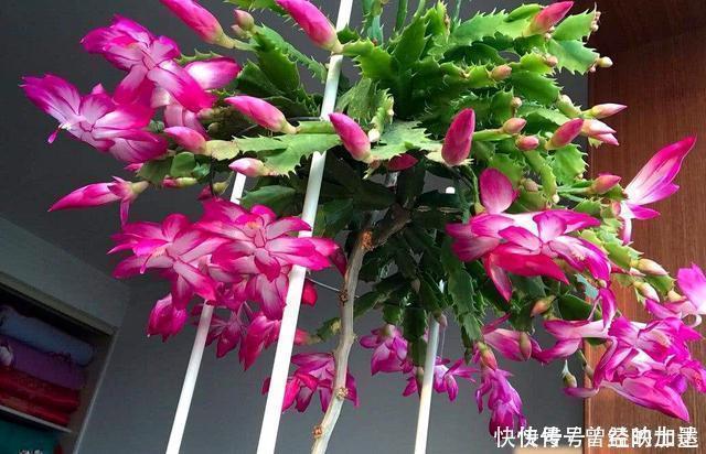 此4种花，随便摘片叶子都能繁殖一棵，轻松爆盆，阳台变花园