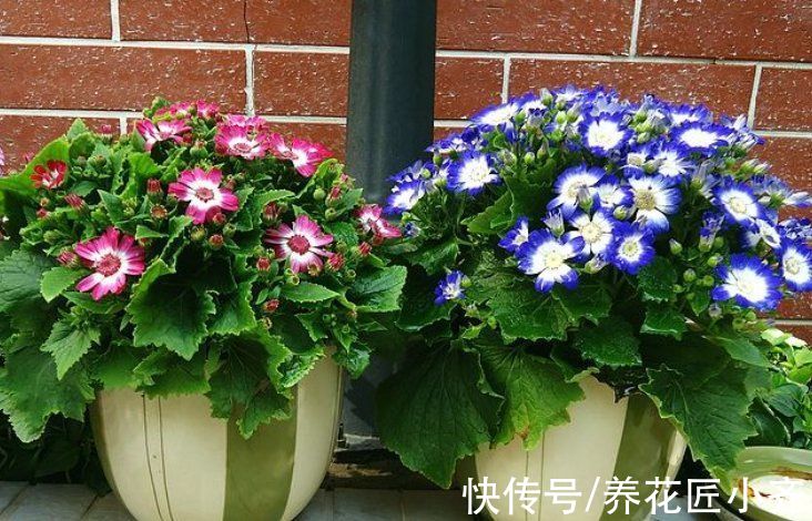 植物|羊粪肥、发酵肥料都不如这“粉末”，定期浇灌，根壮、叶绿、花多