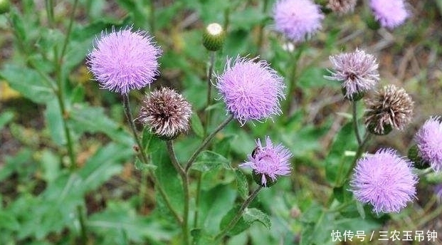 农民朋友|农村一种杂草,一般越拔越多,现在发现是止血效果好的中药材