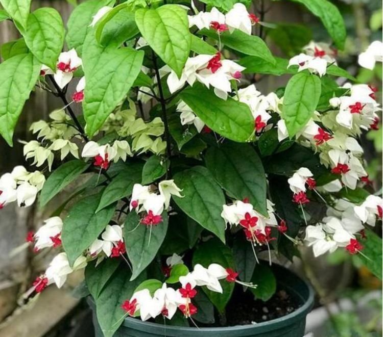 4种花被称为“大美女”,绚丽多彩,比牡丹好看,年年开花不断