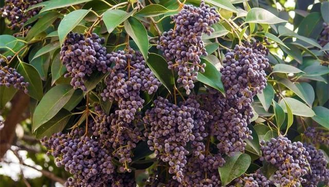 女贞子|此物滋养肝肾、充盛精血,退阴虚之火,生发黑发、明目,平血之压