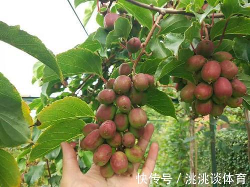 月季花|家里院子别光养月季花，种上3棵果树，添子添福，还能随手摘果子