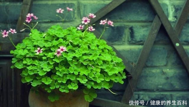 路边常见到的“三叶草”,挖个根30天养成精致盆景,价值翻倍!