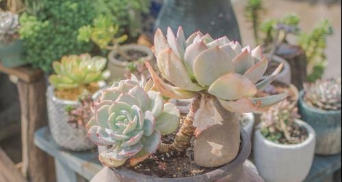 多肉植物不长个?教你一个小技巧,呼呼冒出一堆新芽!