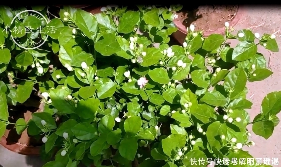 茉莉花买回家,花苞掉光不开花或许你第一步就做错了
