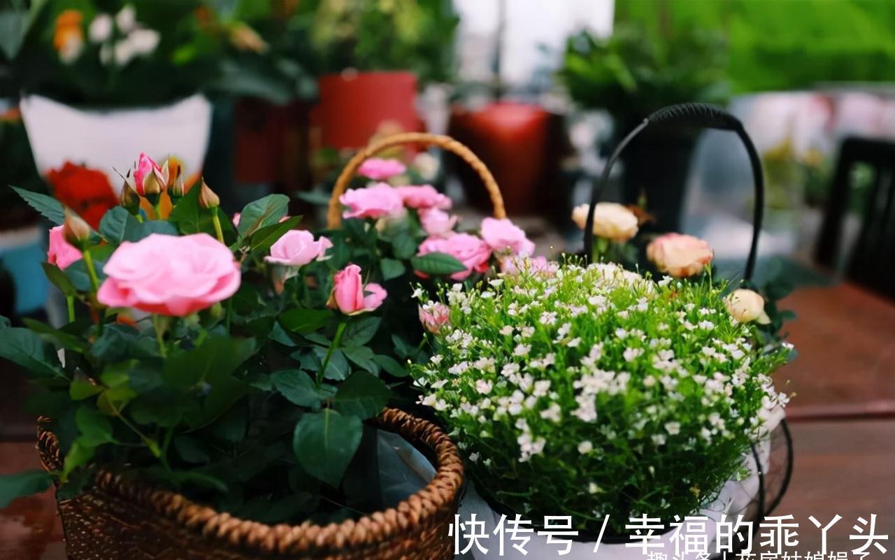 天气变冷,养花出现异状不要慌,原因都在这里,你都做对了吗?