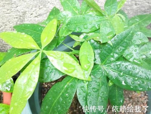 聪明人养花就养3种,可镇宅招财、有益健康,养护也省心