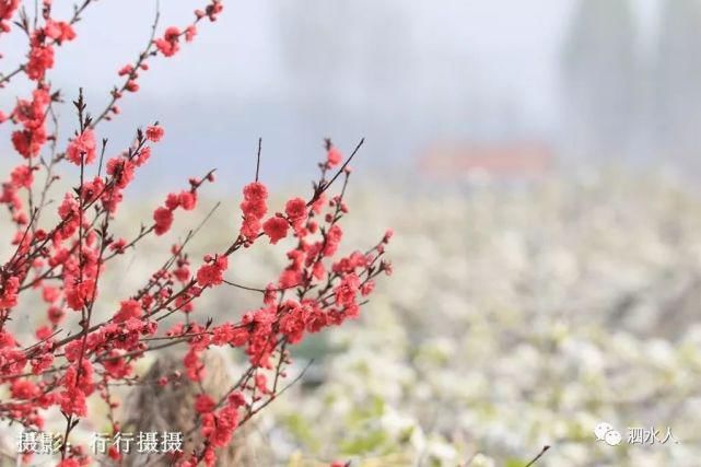 快乐老家：难忘醉美泗水梨园春