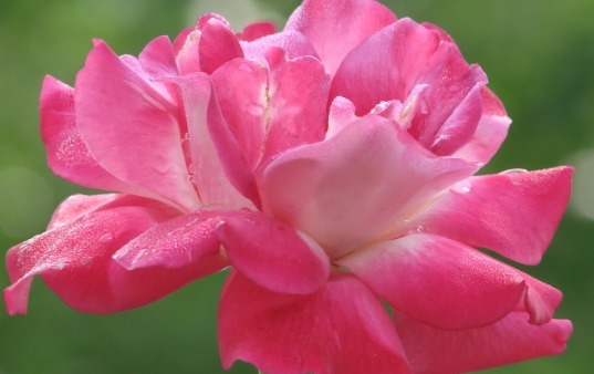 养花不妨试试这些花草，好养易爆盆，放在客厅散发阵阵清香