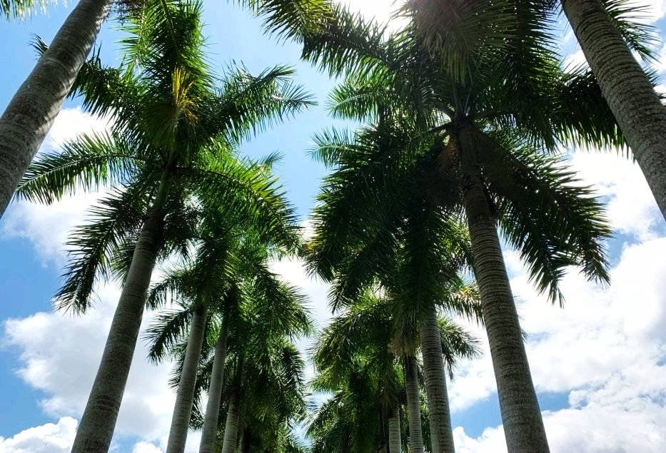 热带经济|美丽的植物园，独特的植物景观——游兴隆热带植物园