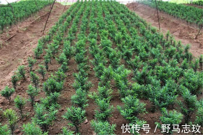 57年前被发现价值,曾一度濒危,如今有人大量种植,却沦为盆栽