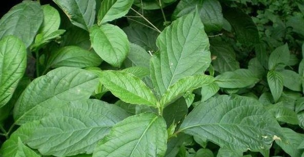 蟾蜍草|农村不起眼的3种野草,治疗咳嗽是一绝,很多人不知晓