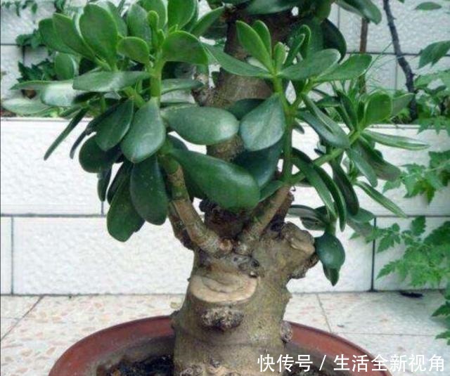 玉树小株养成老桩盆景,只需要做好4个步骤,长得粗壮、株型美观!