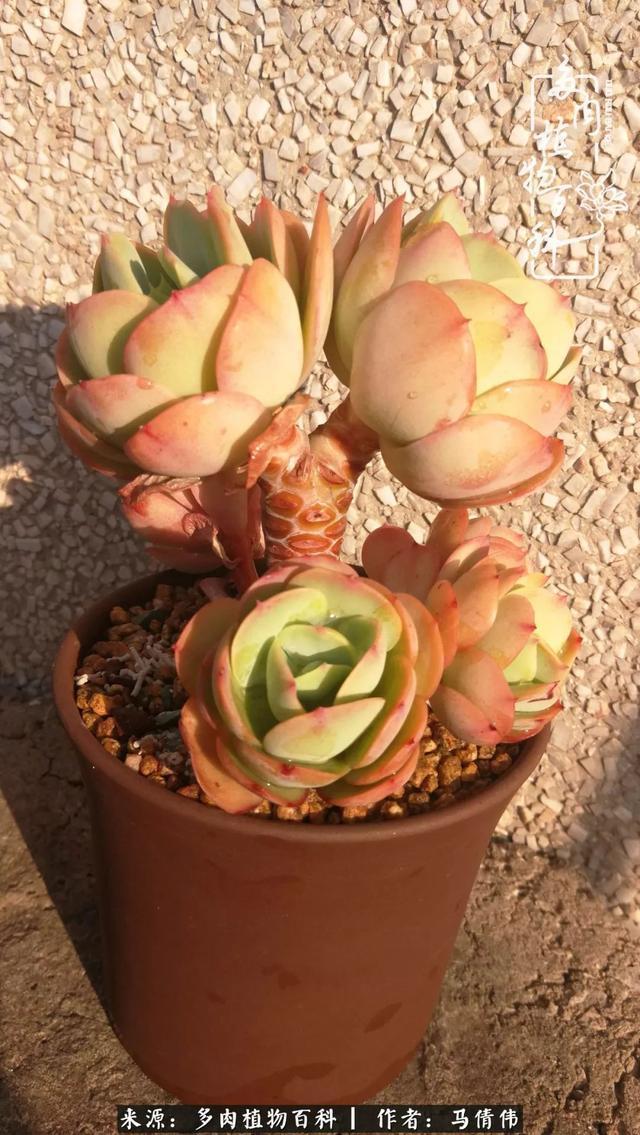 养多肉如同种下希望，因为美丽总在下一个季节！