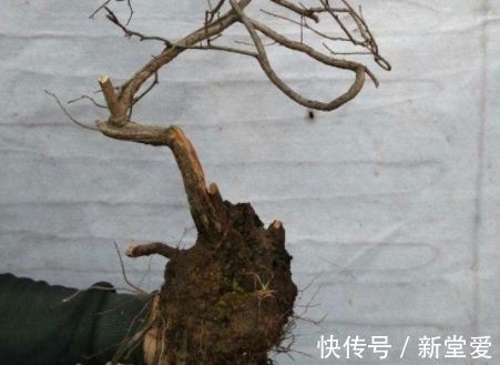 黄栌盆景感染立枯病和枯萎病，学会这三个办法，还你一片红叶