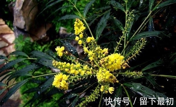 药理|这种“花”对人有“大功劳”,花朵一串串,是小感冒、痢疾大克星