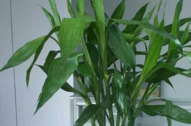药片|富贵竹一黄叶就死赶紧用这“2种药”，养上10天，绿芽冒不停！