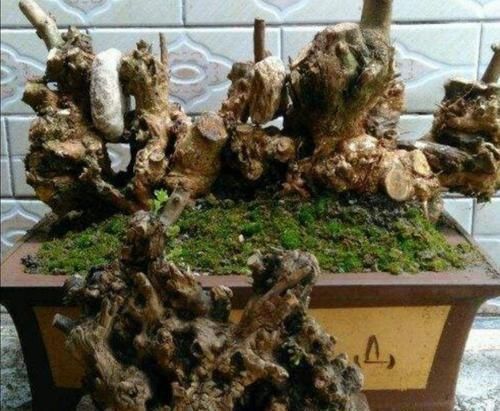 小叶榔榆|山上2种“疙瘩树”,苍劲古朴、树姿优美,经常被用来做盆景