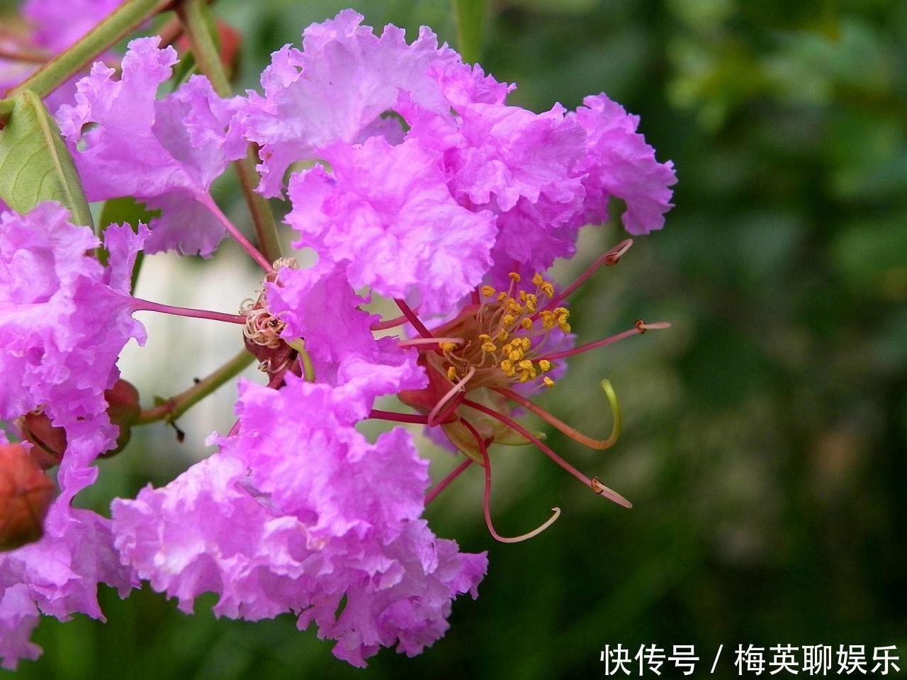 女性|此花所展现的是女性的美,它所代表的是沉迷的爱,是很有趣的植物